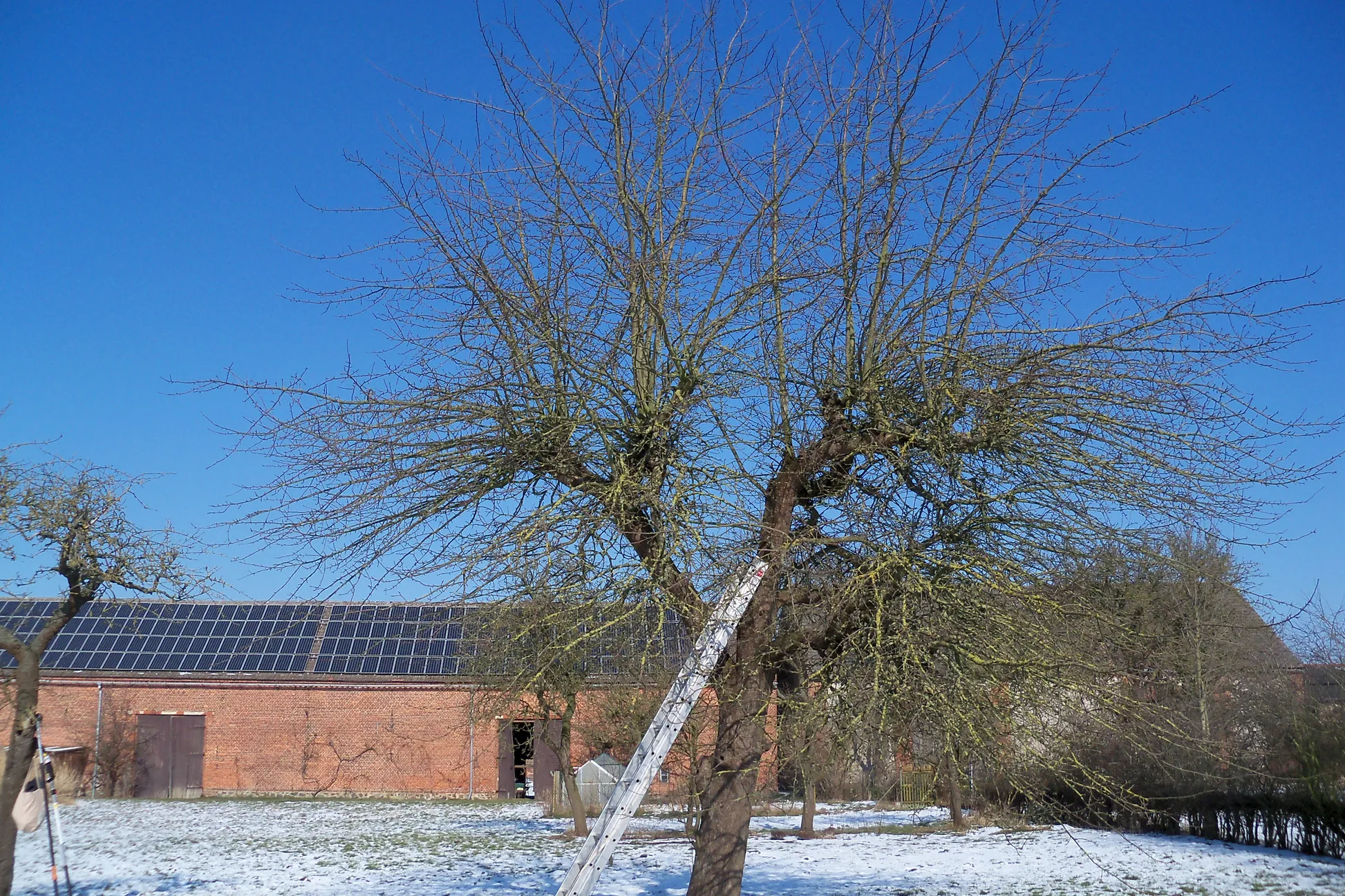 Obstbaumschnitt Service Bild 1