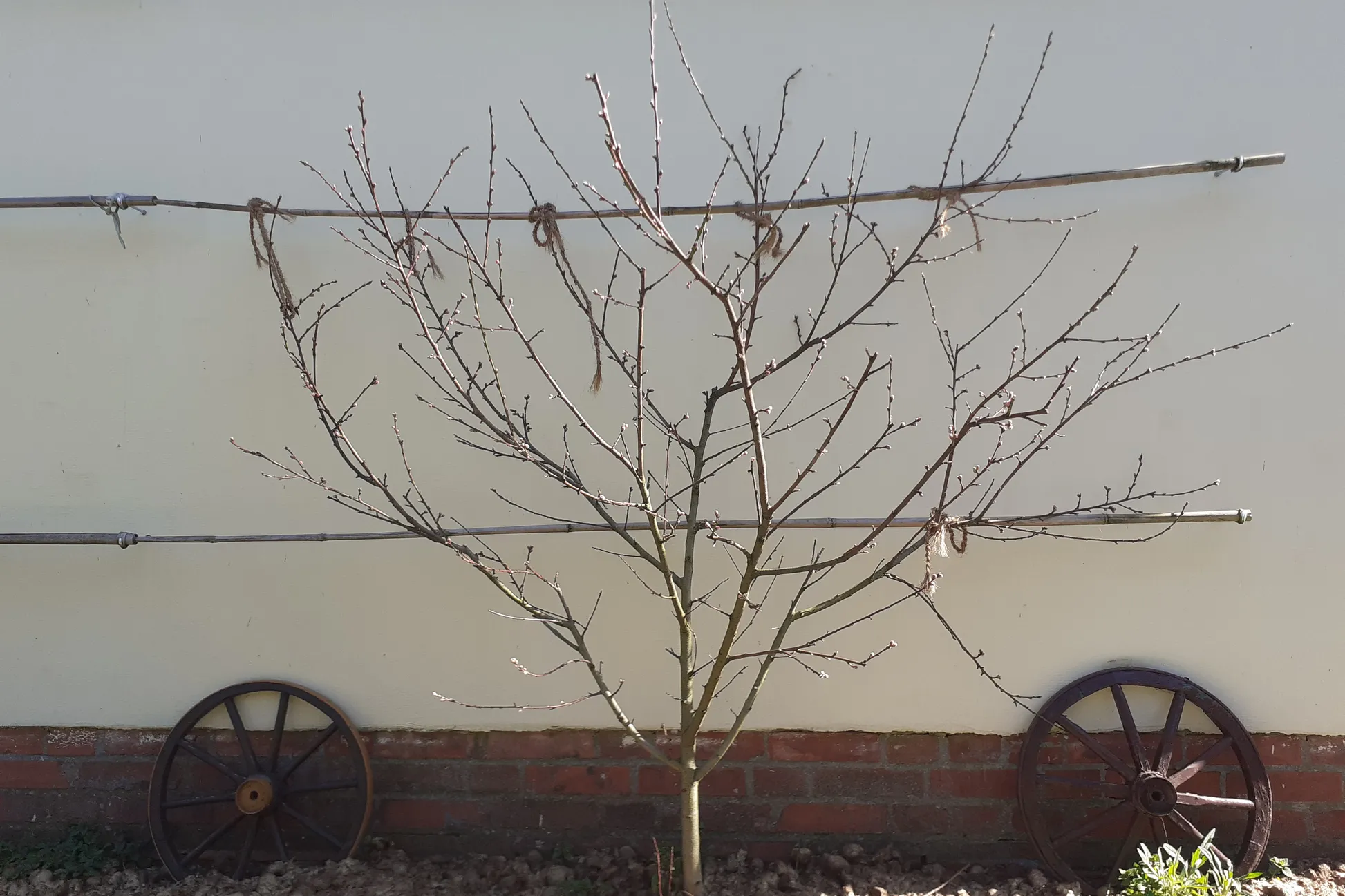 Obstbaumschnitt Service Bild 2