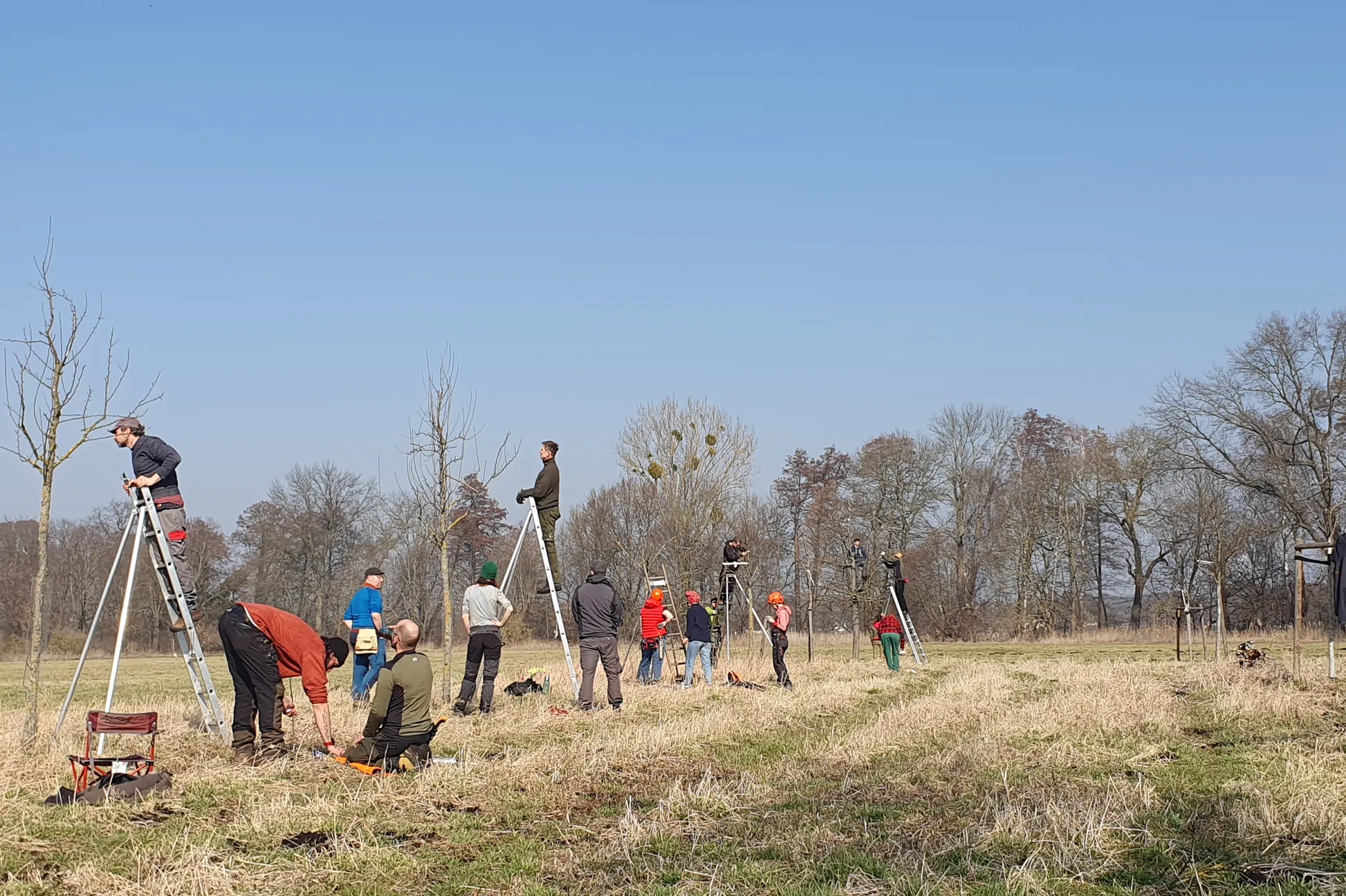 Obstbaumschnitt Service Bild 3